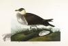 Yellow Billed Cuckoo